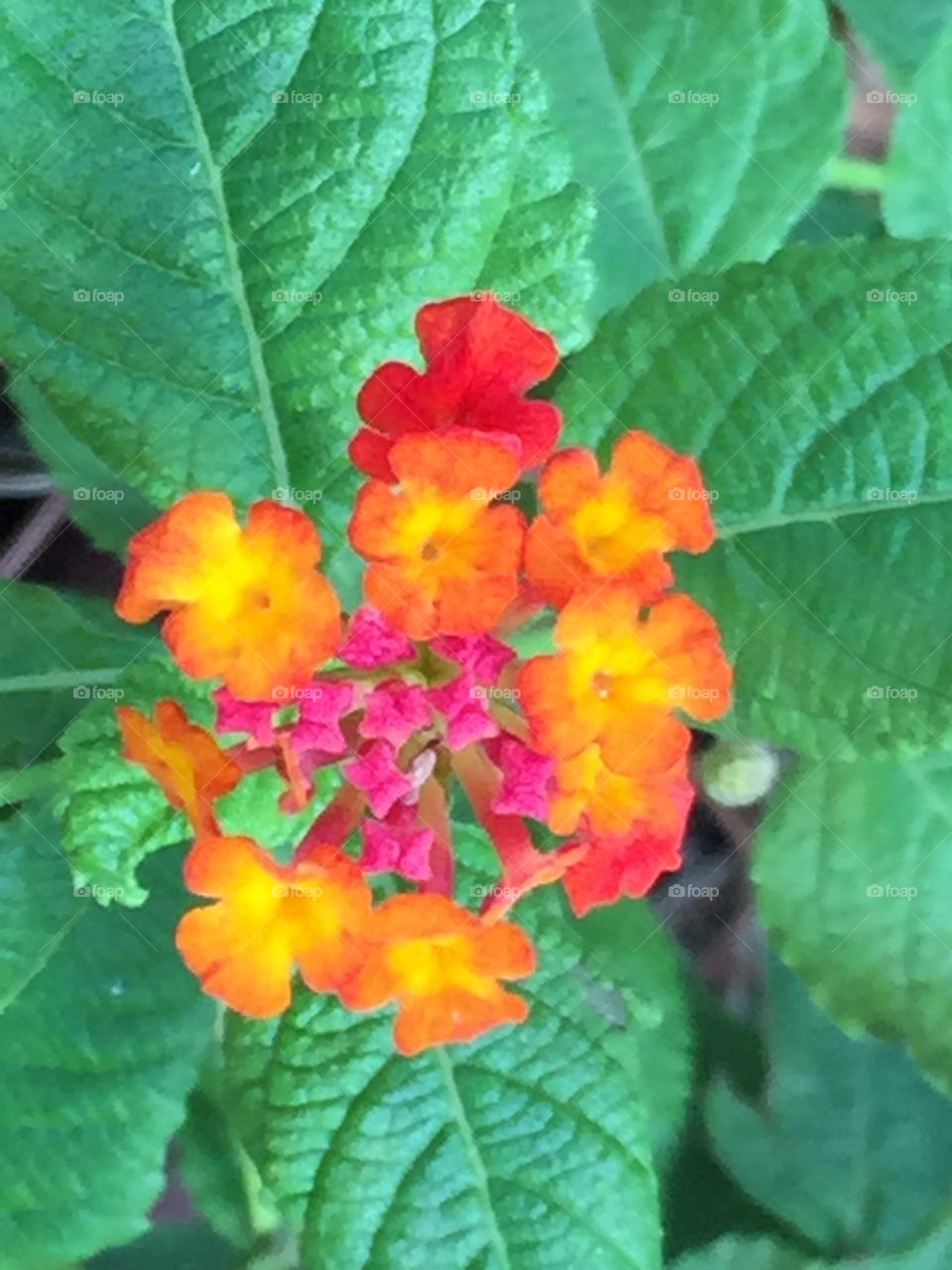 Lantana