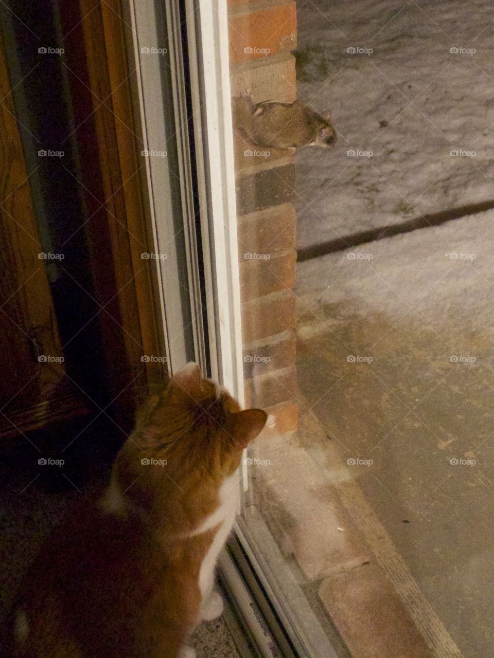 Gus and the Flying Squirrel . It was snowing and Gus and a flying squirrel met each other through the glass on the back door.