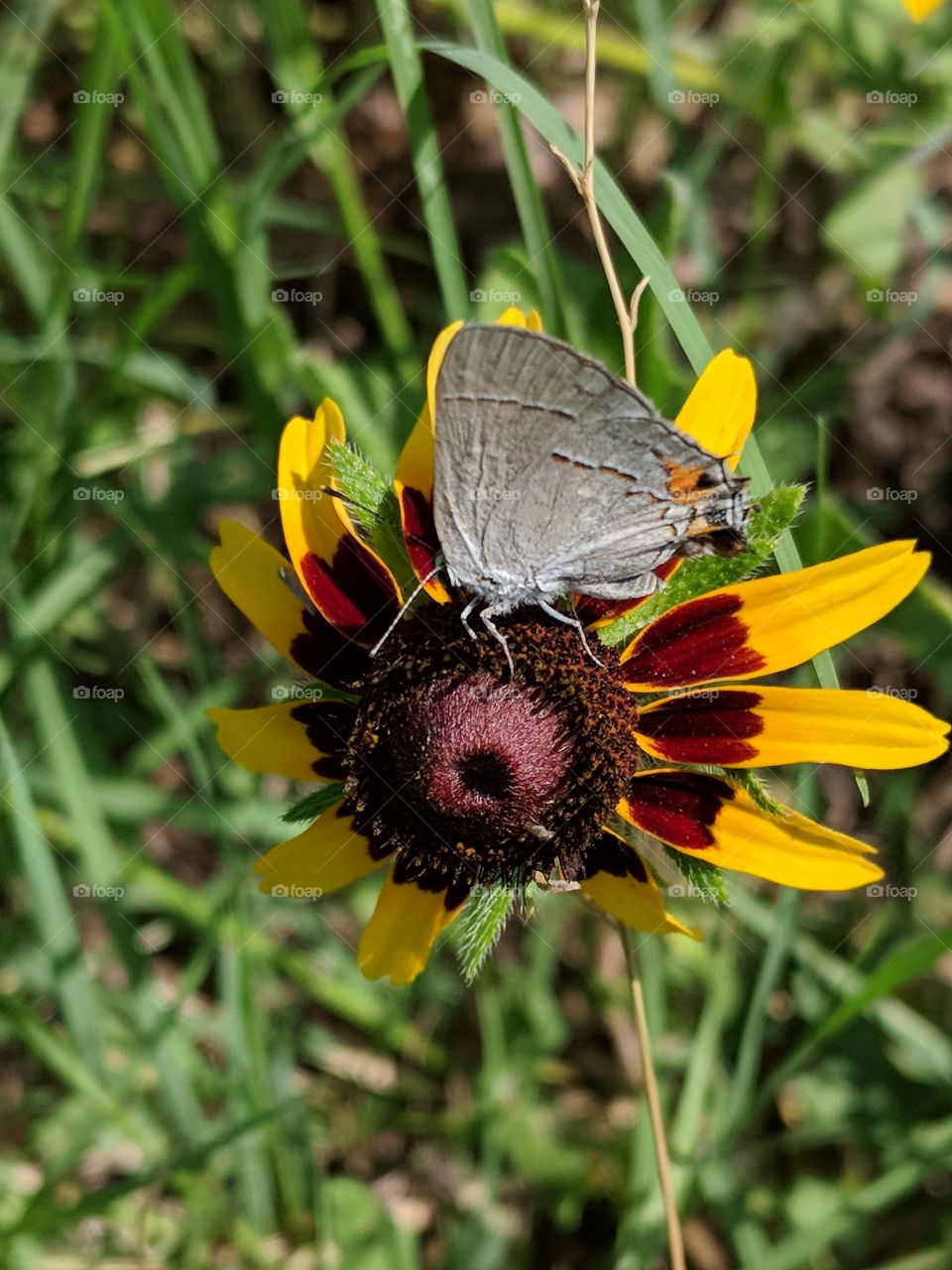 butterfly loving the day