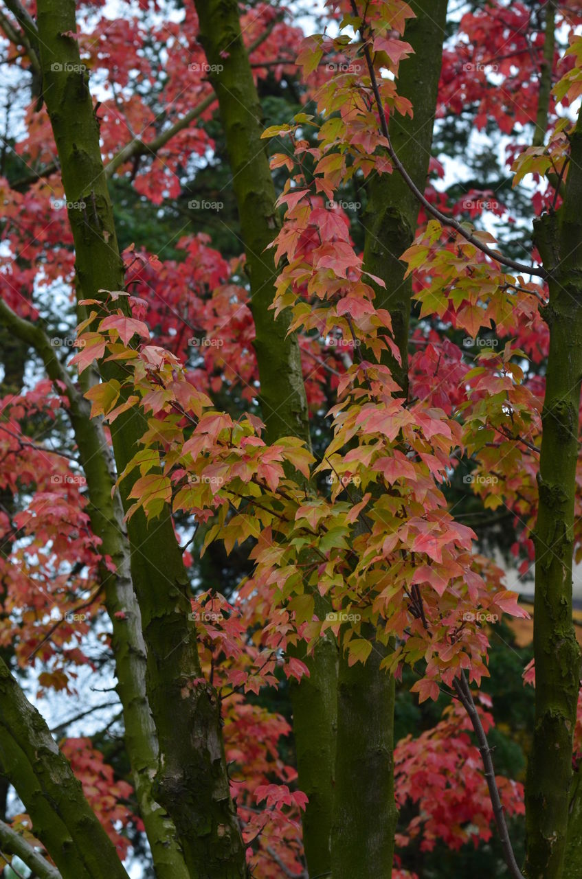 View of autumn trees