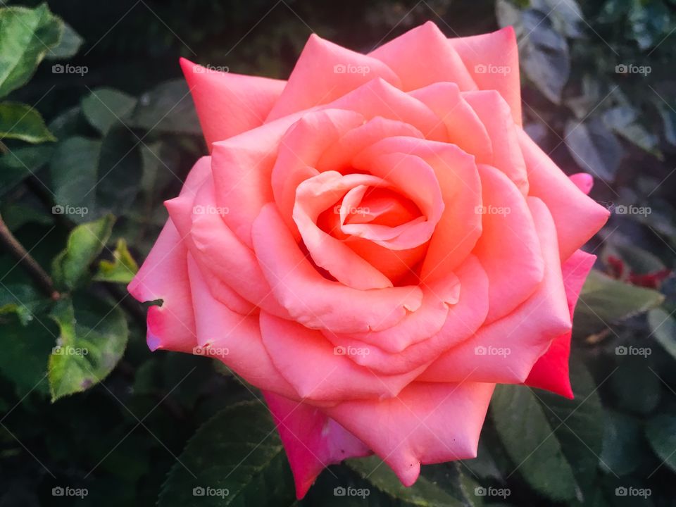 Сияние цвета