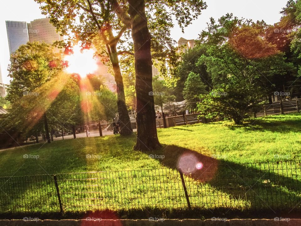 New York, Manhattan, Central Park, people, summer, sunset, trees, plants, grass, green, Park,