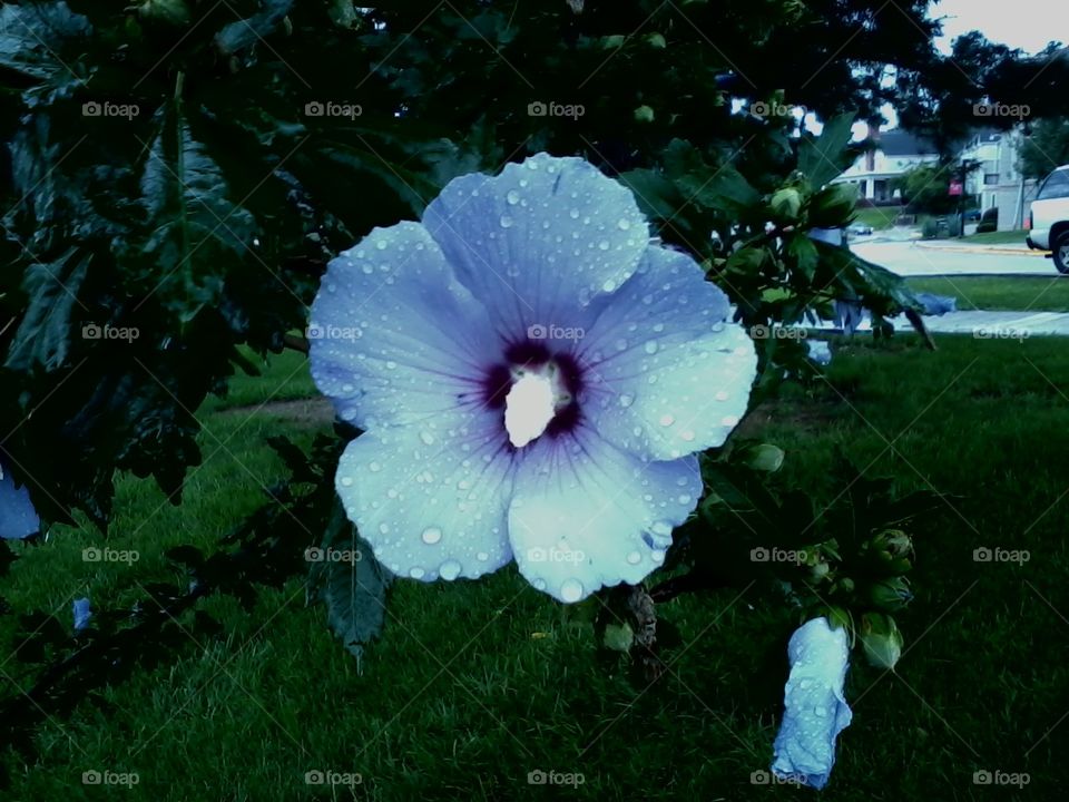 flower in the rain