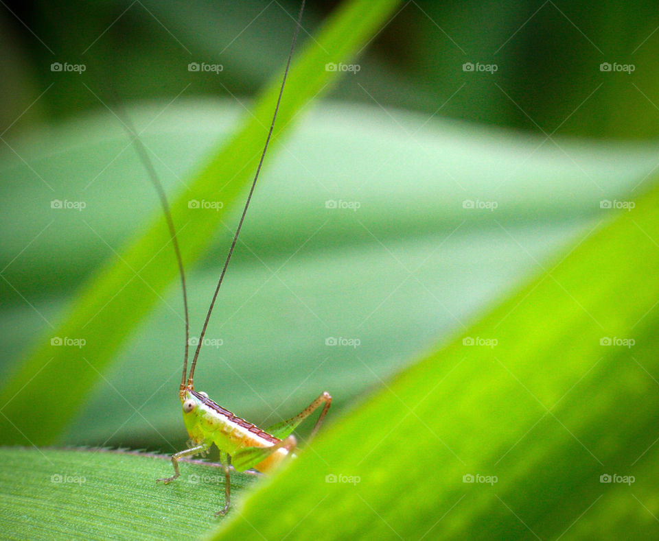 little grasshopper