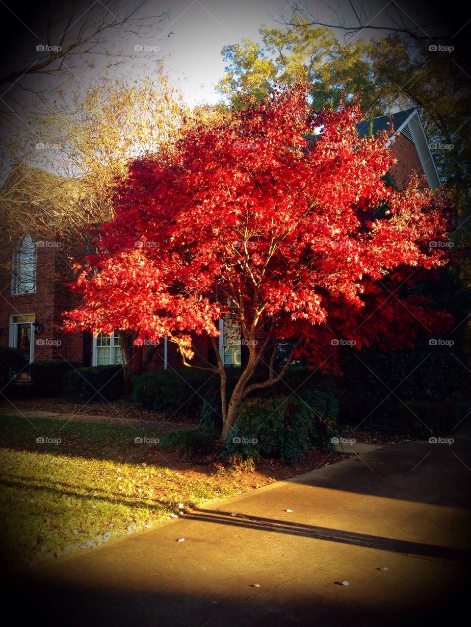 Tree with red fall leaves