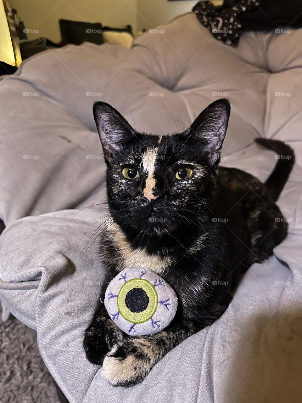 Tortoiseshell cat holding her toy