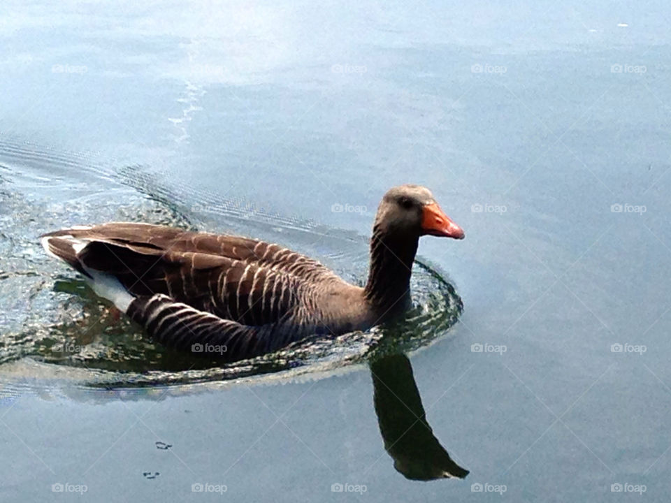 GOOSE, ANIMAL, PARK, WATER