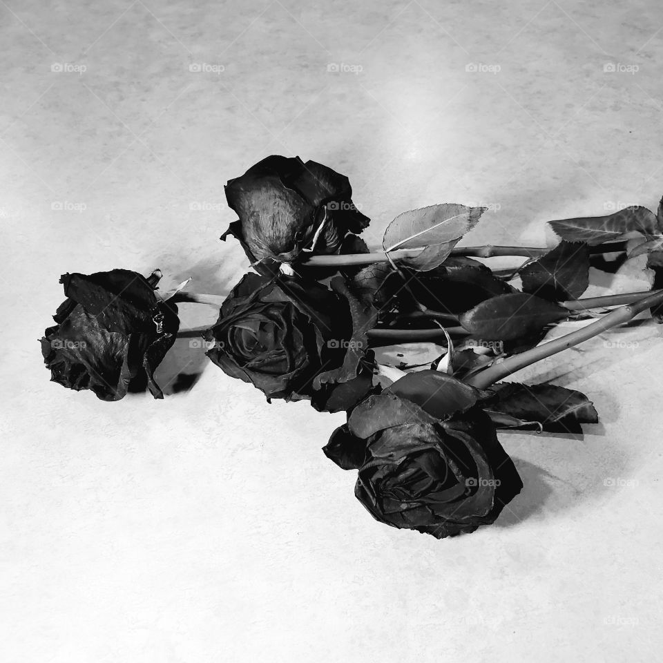 roses black classic gray scale dark depressed solitude