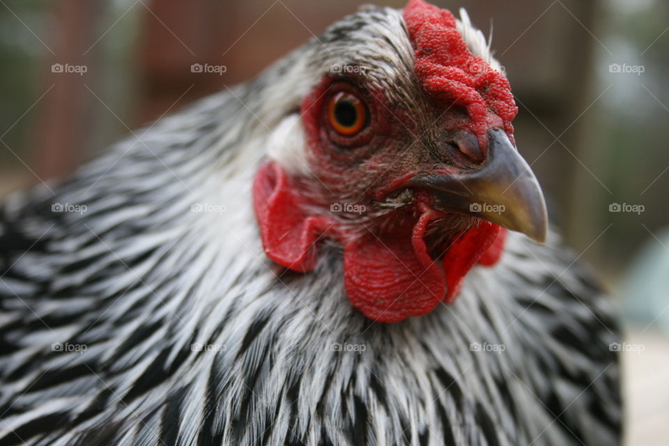 Close up of farm chicken, clear photo with vibrant colors, grabs attention.