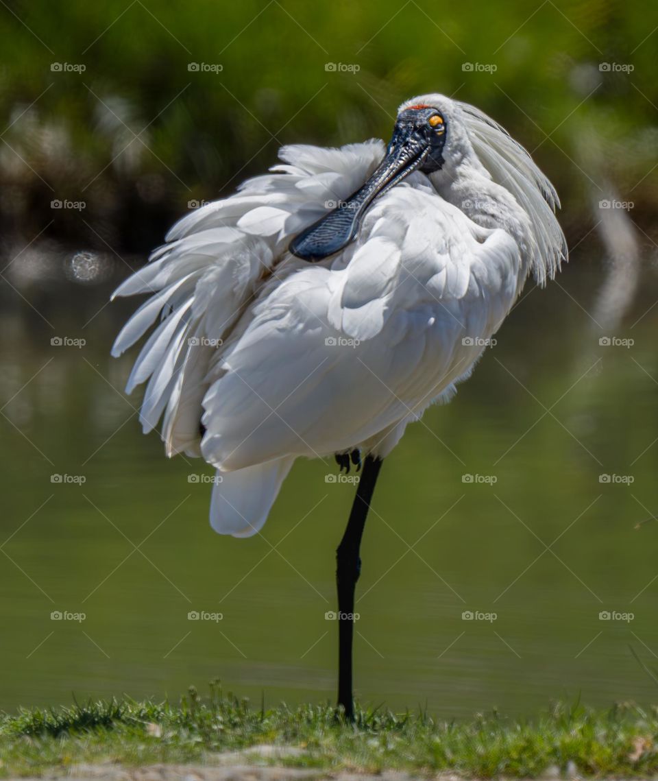 Royal Spoonbill stance