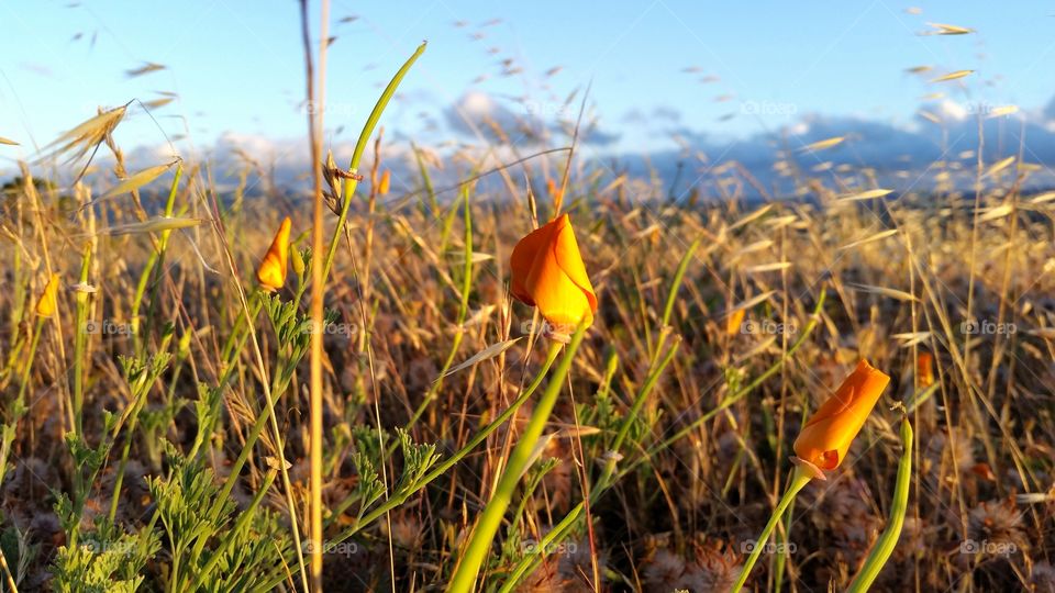 California Poppy among grass