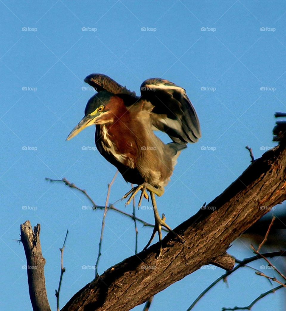 Green Heron Landing on Branch