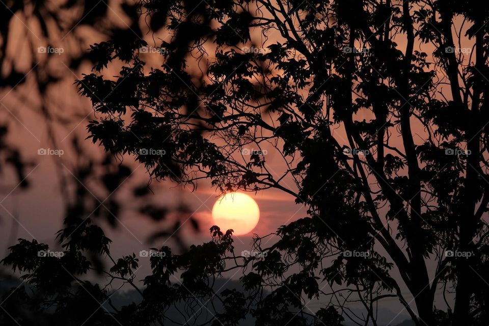 sunset view between the tree.