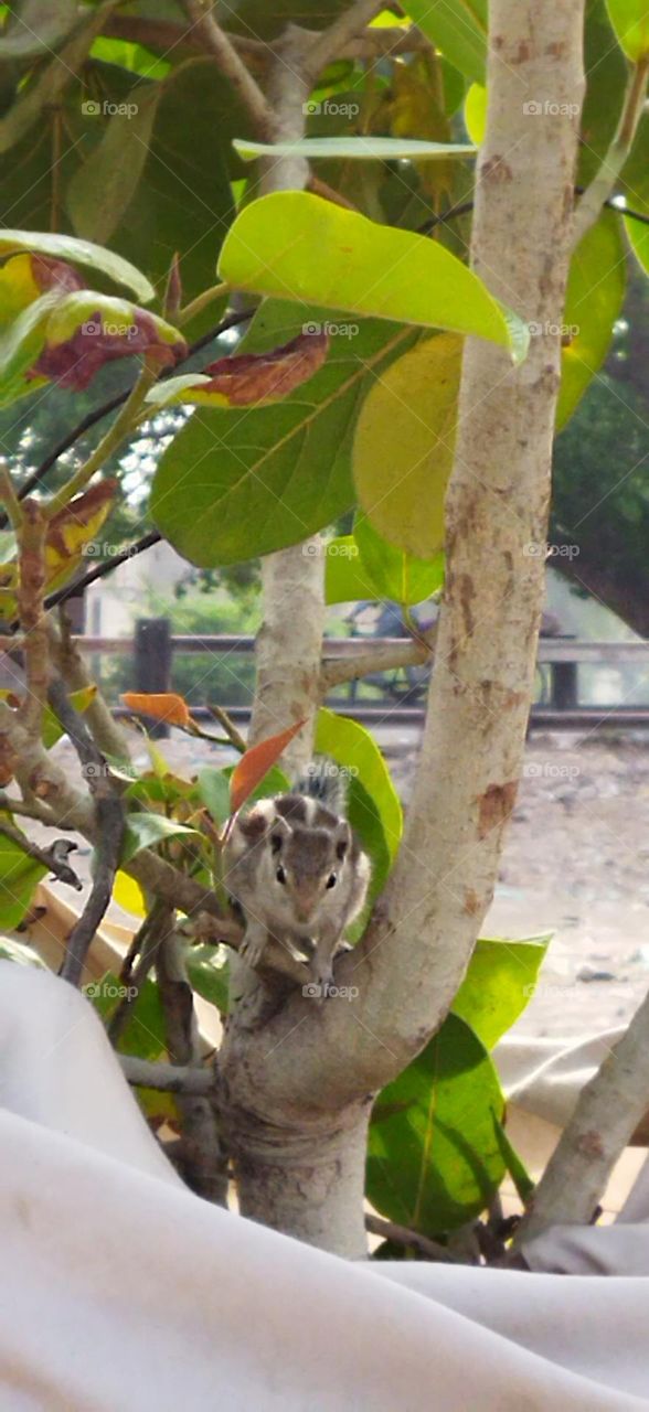 squirrel🐿 on tree