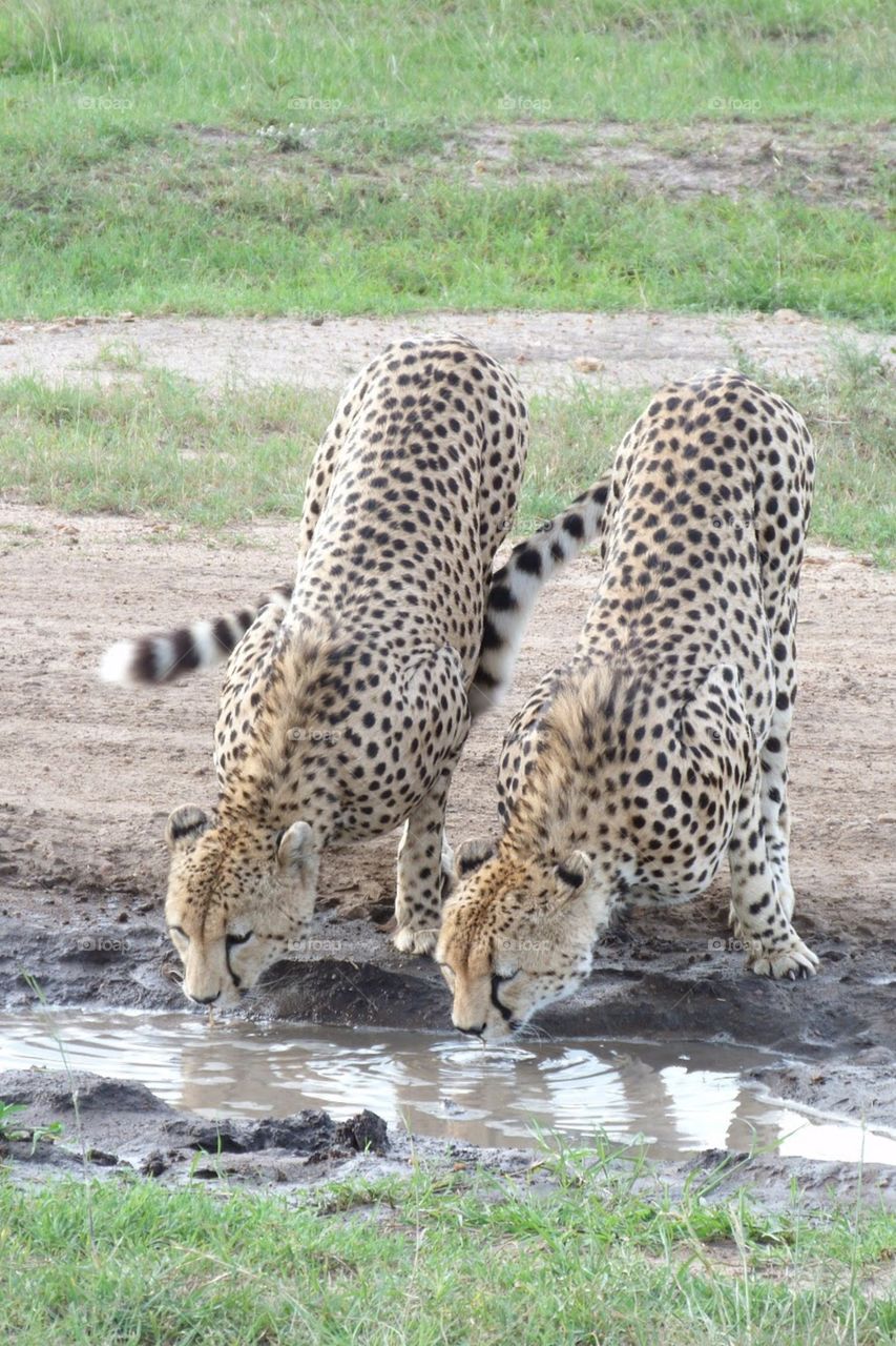 Cheetah brothers having a well needed refreshment. Masai Mara, Kenya