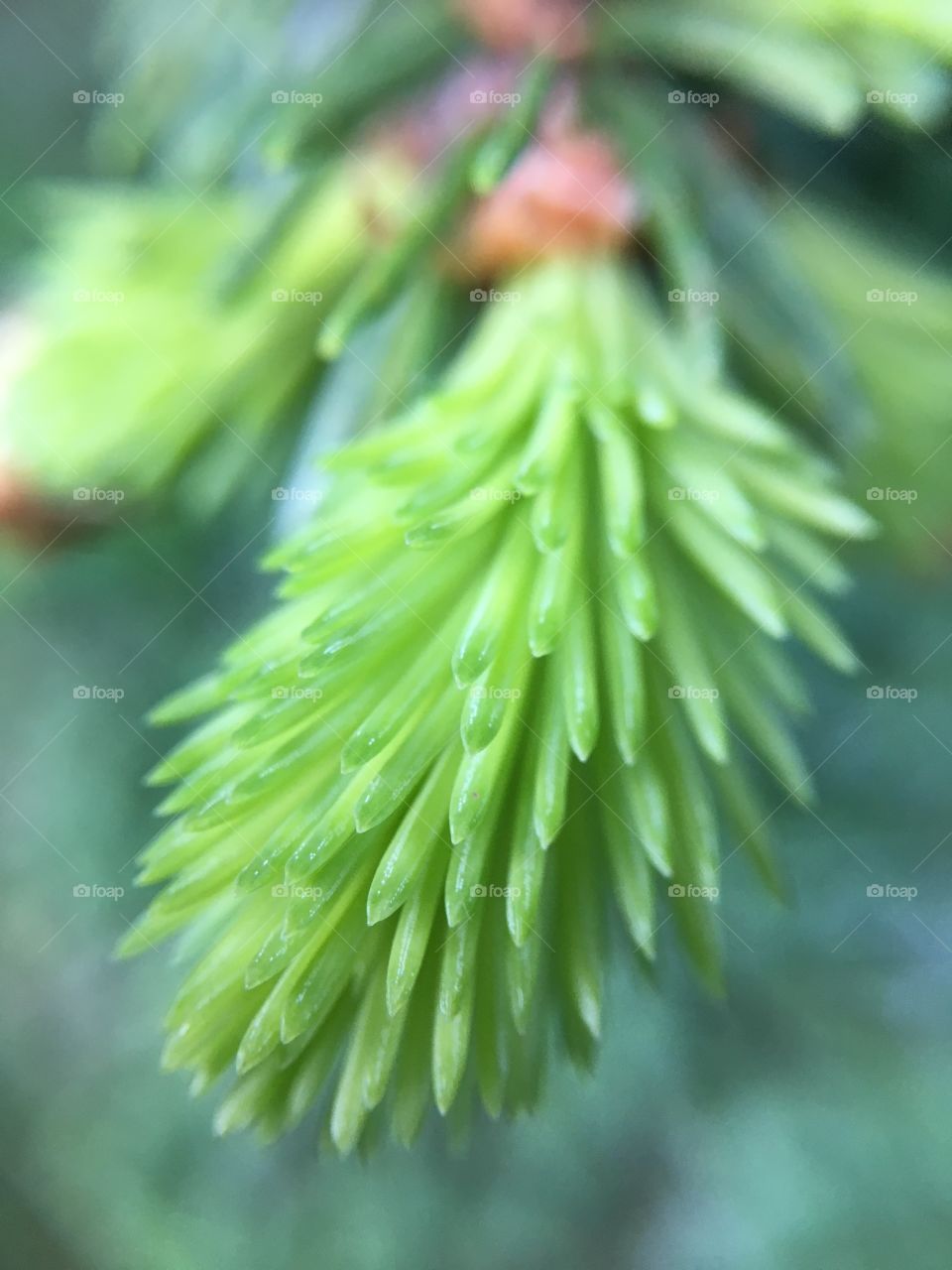 Fresh pine shoot