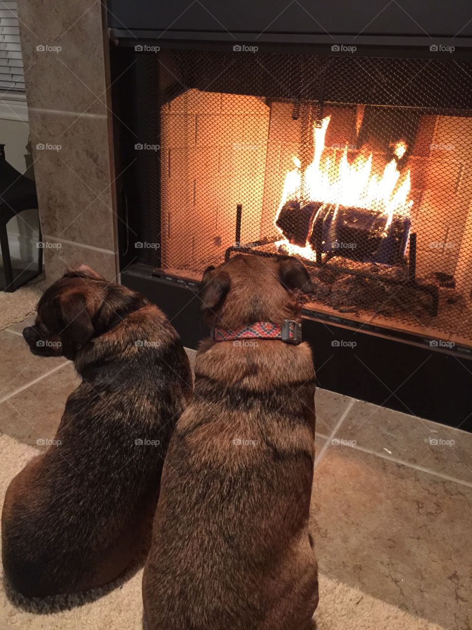 Relaxing in front of the fire