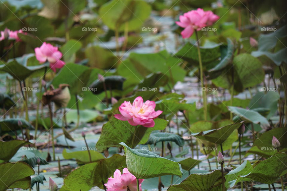lotus scenery in the lake