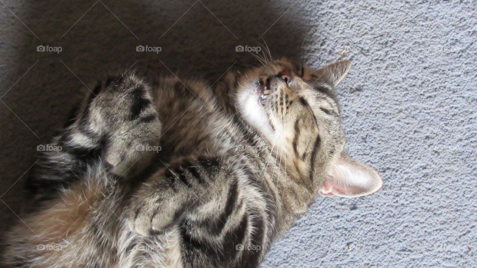Smiling Sleeping tabby cat with his fangs showing