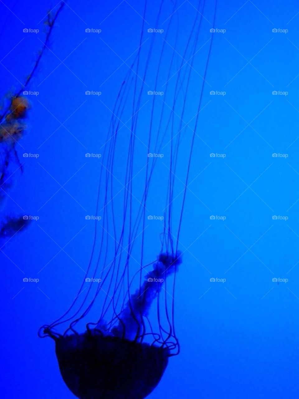 Upside-down Jellyfish