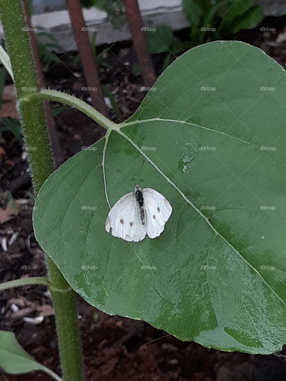Beautiful white butterfly on my Sunflower plant.
