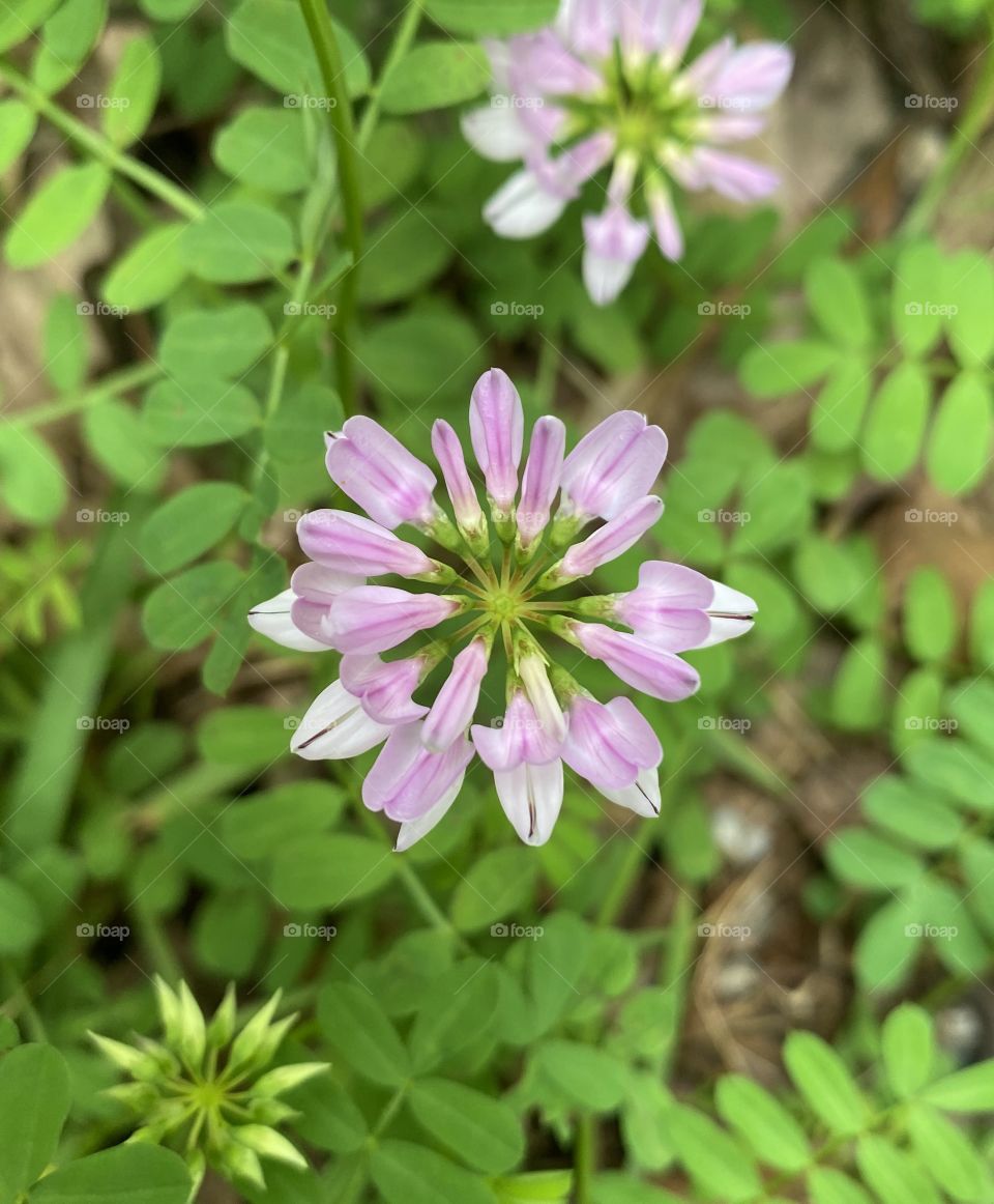 Three Blooming Stages