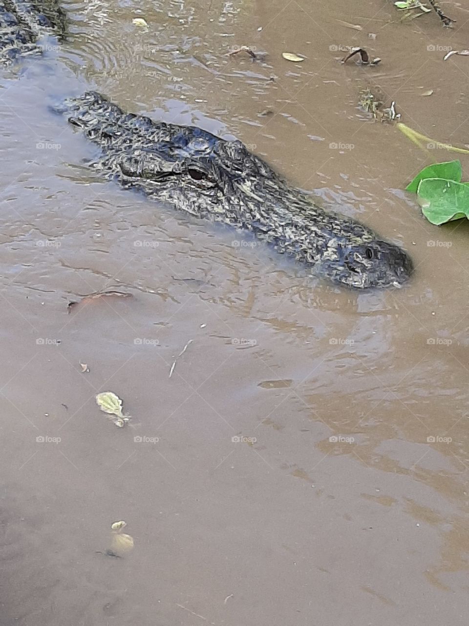 Gator watching