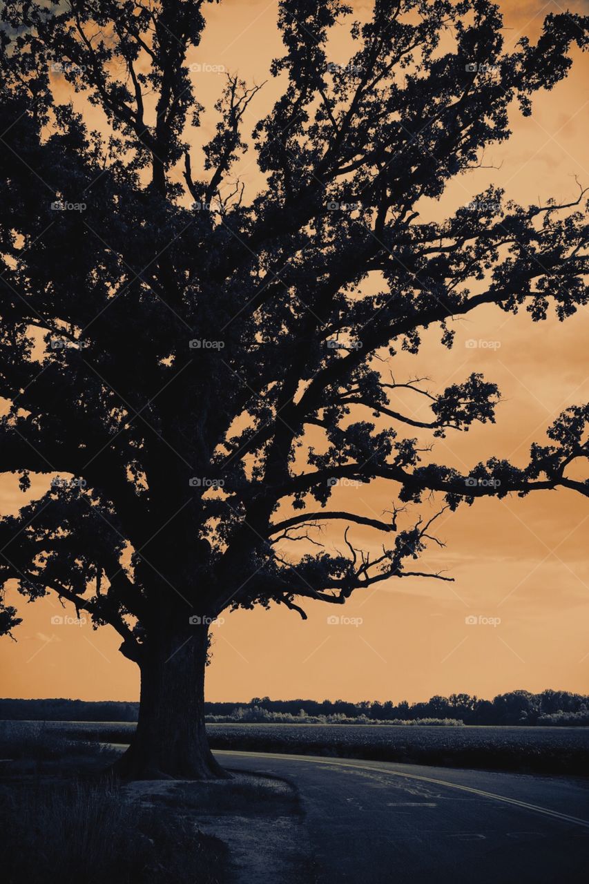 Tree Silhouette In The Sunset, Missouri Skyline, Tree In Missouri With Sunset, Colors Of The Sky, Dark Tree With A Bright Sky