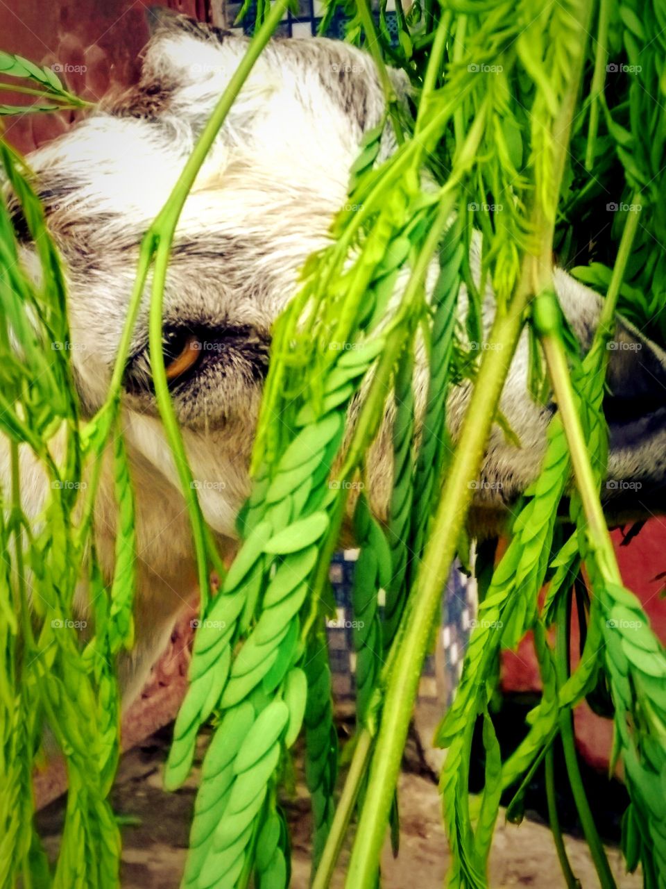 looking at camera brown eye...