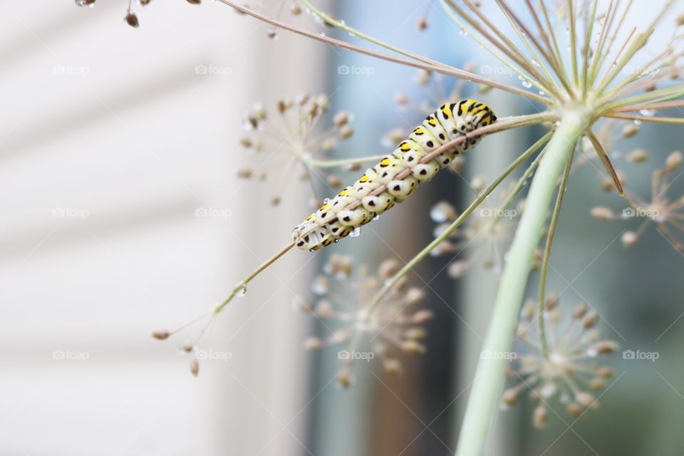 Caterpillar on dill plant
