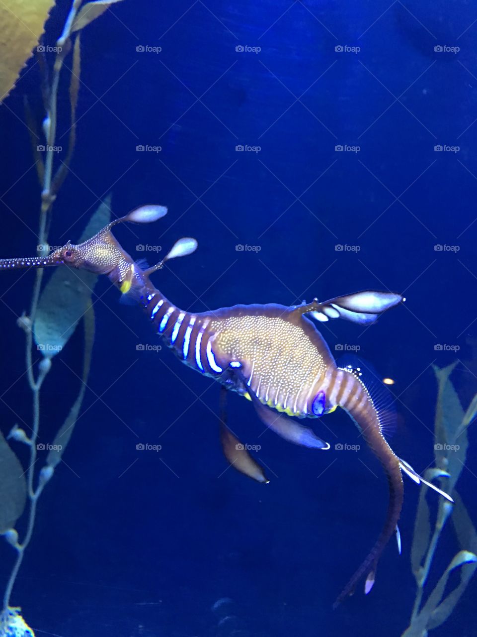 Seahorse - Quebec City Aquarium - Canada