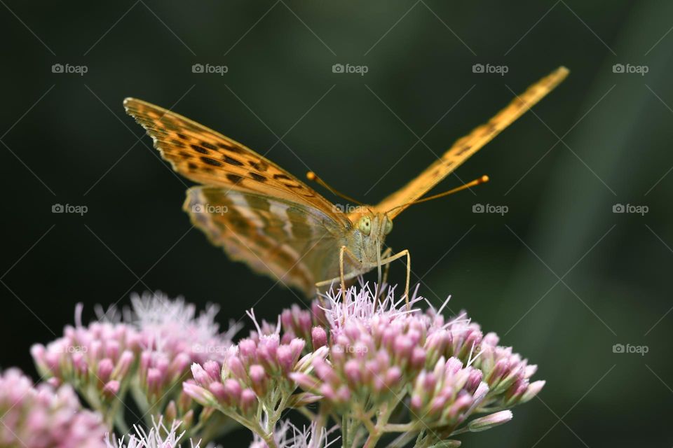 Close up or macro of butterfly on a flower