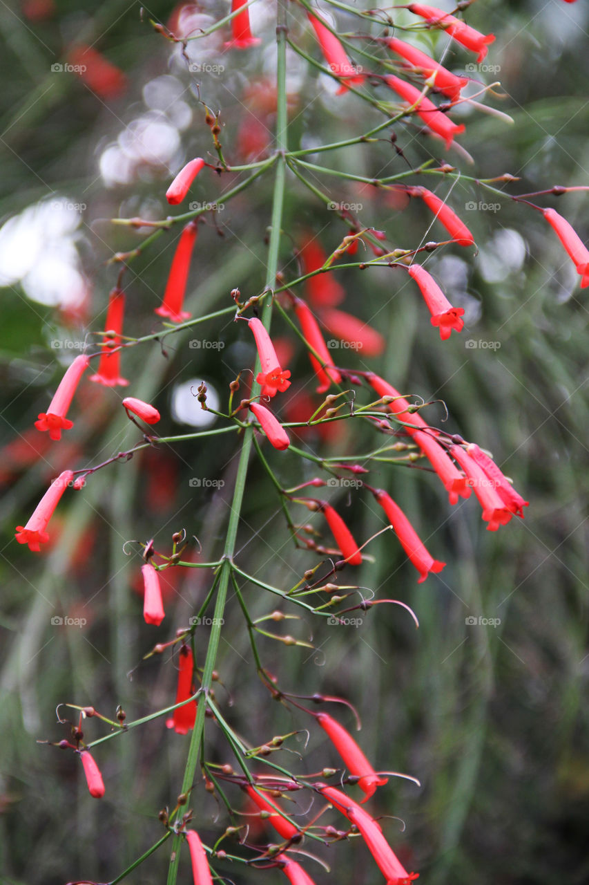red-bell flowers