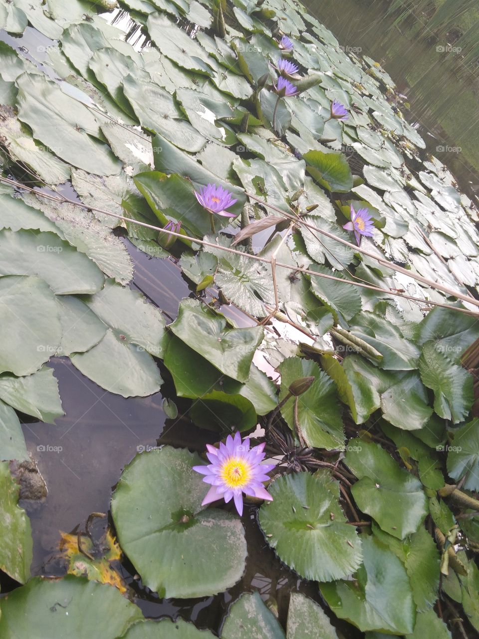 The pond of the lotus.