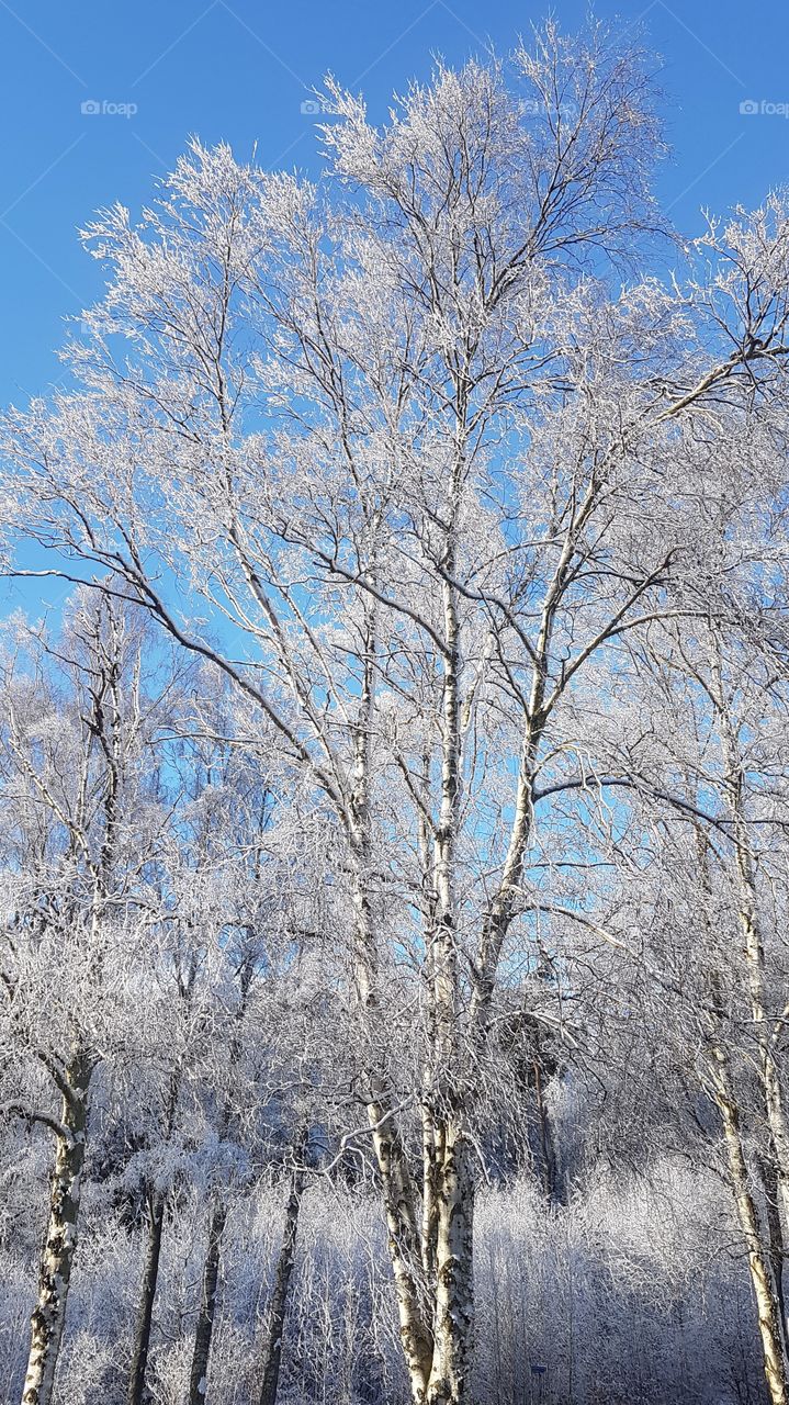 Birches trees snow, clear blue sky - träd björkar snö, klarblå himmel 