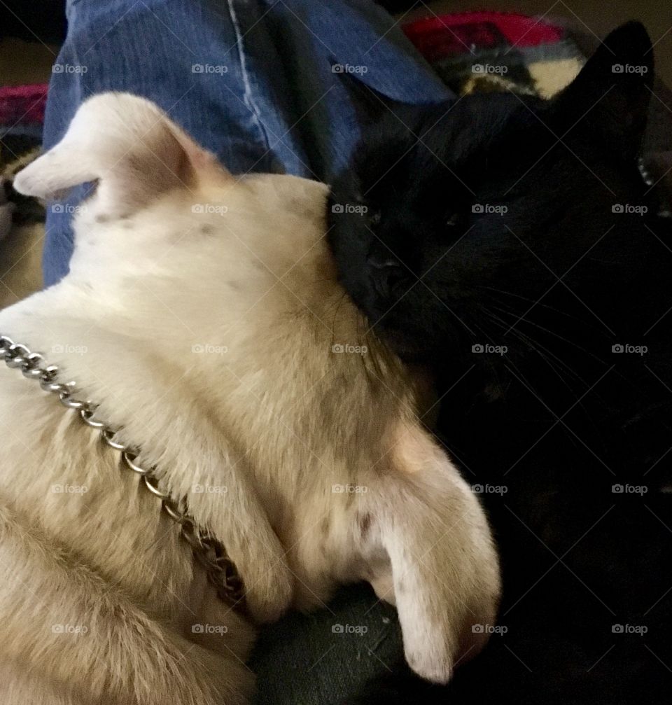 This is what you’d call real life yin and yang- black cat with a white dog pillow- 