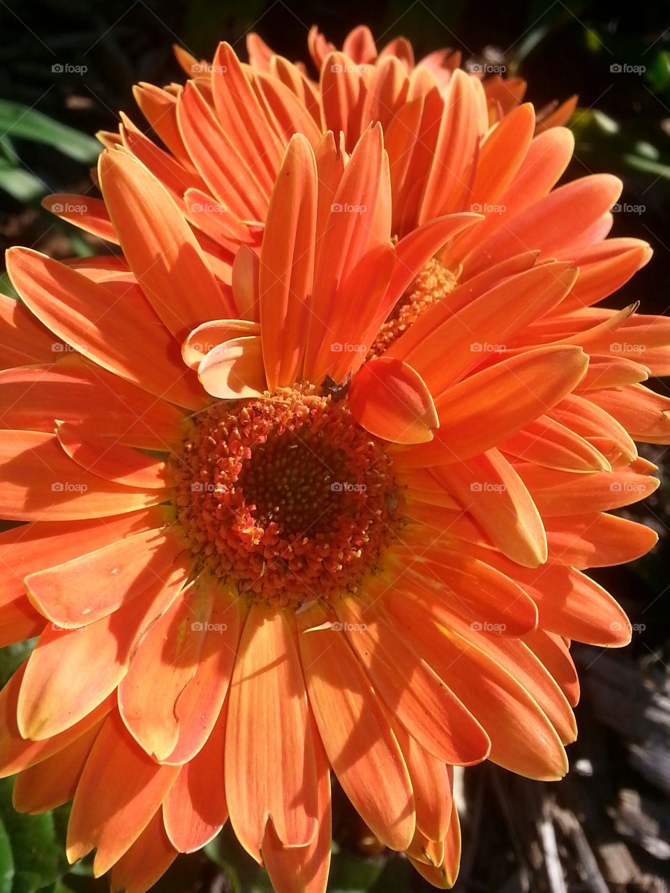 Gerber Daisy
