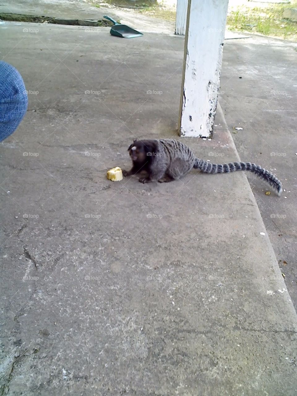 mico comendo banana