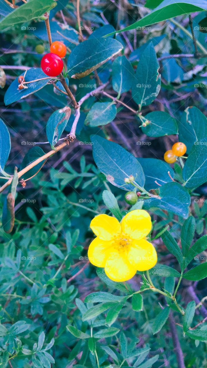 Single yellow flower in a bush