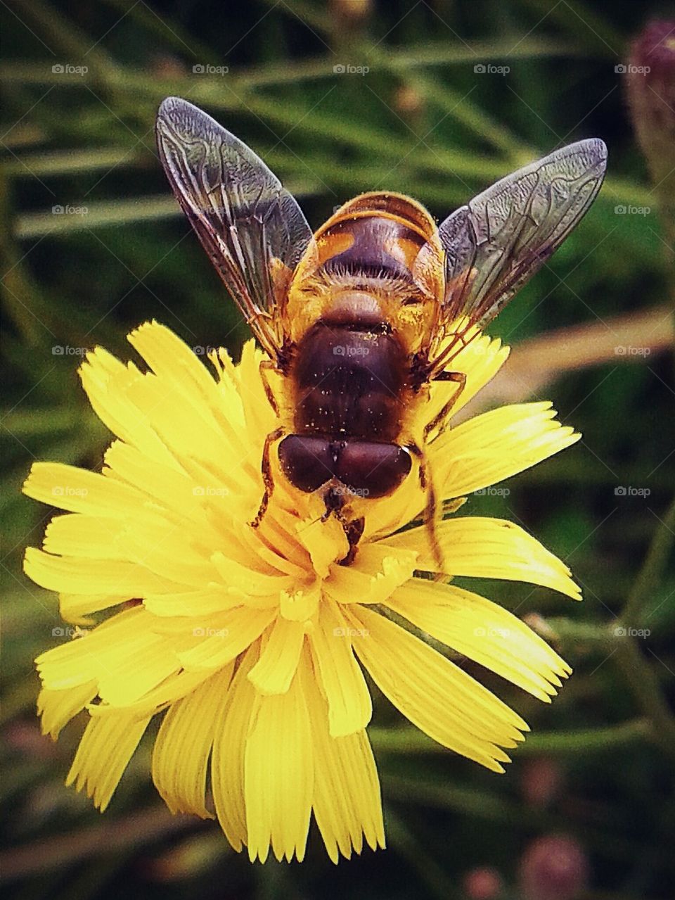 On the Flower 