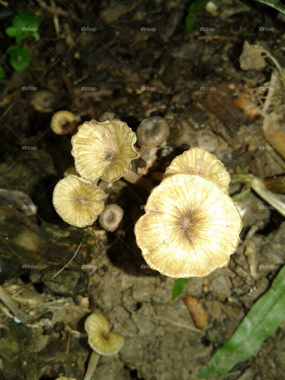 fungus