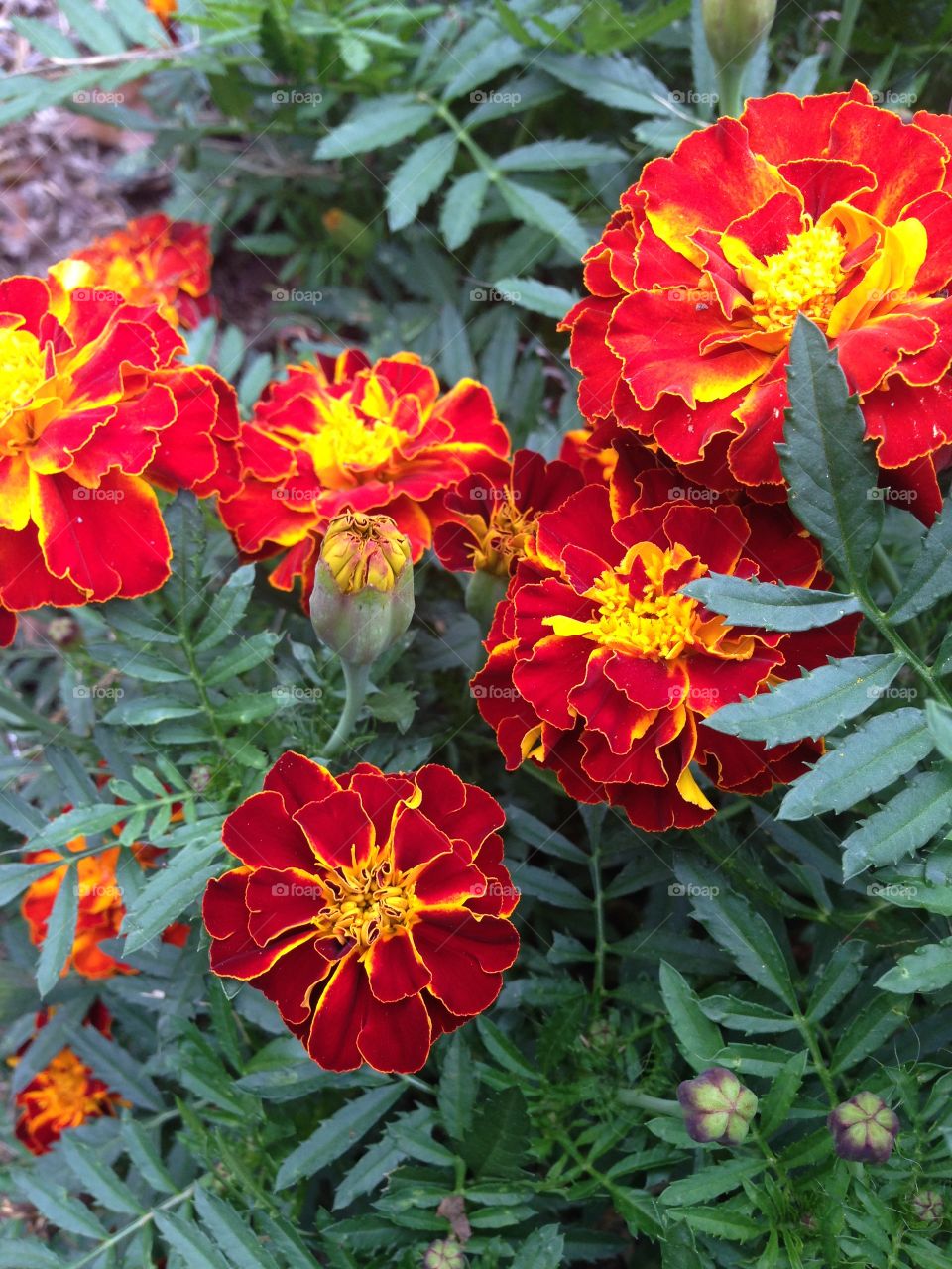 Marigolds. Flowers in my garden with fall colors