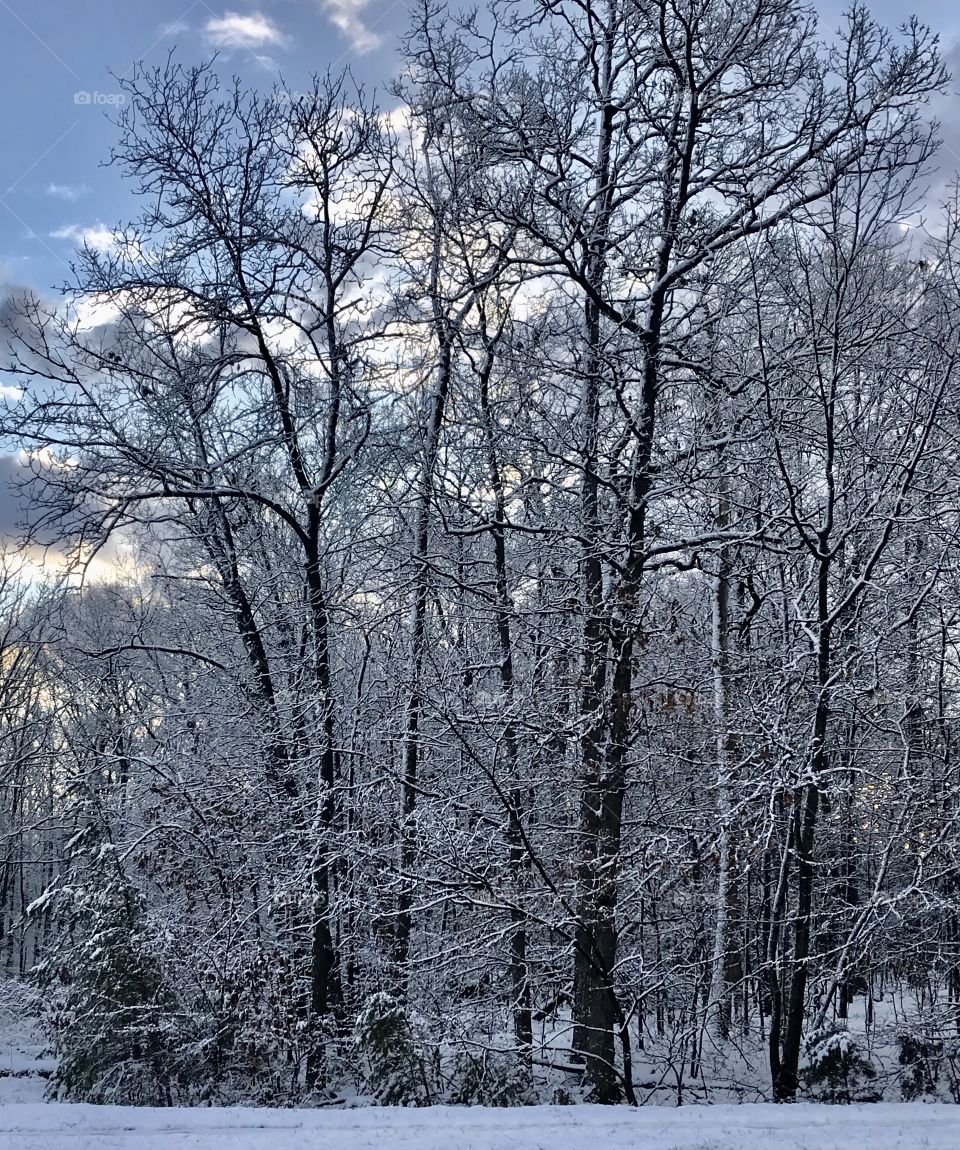 Winter in the woods 