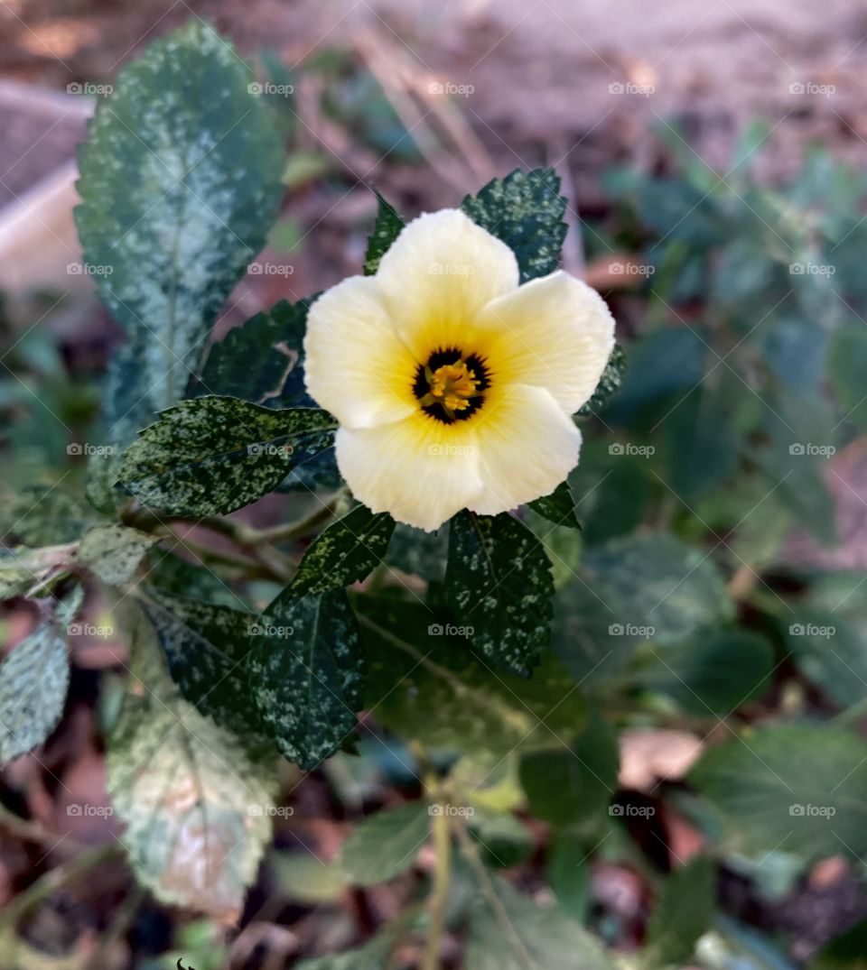 🌹 🇺🇸 Very beautiful flowers to brighten our day.  Live nature and its beauty. Did you like the delicate petals? / 🇧🇷 Flores muito bonitas para alegrar nosso dia. Viva a natureza e sua beleza. Gostaram das pétalas delicadas? 