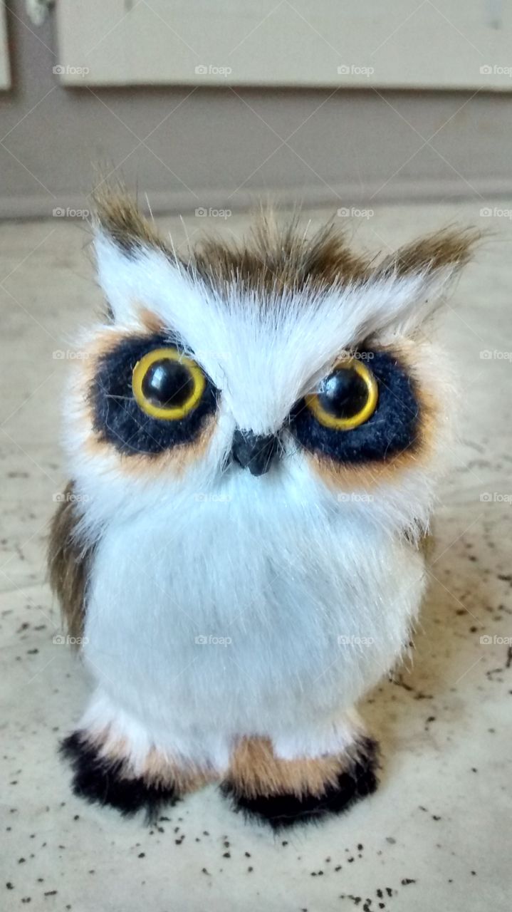 Big Eyed Owl. Big yellow and black eyes with a white body. This owl is oddly adorable, but creepy to others.