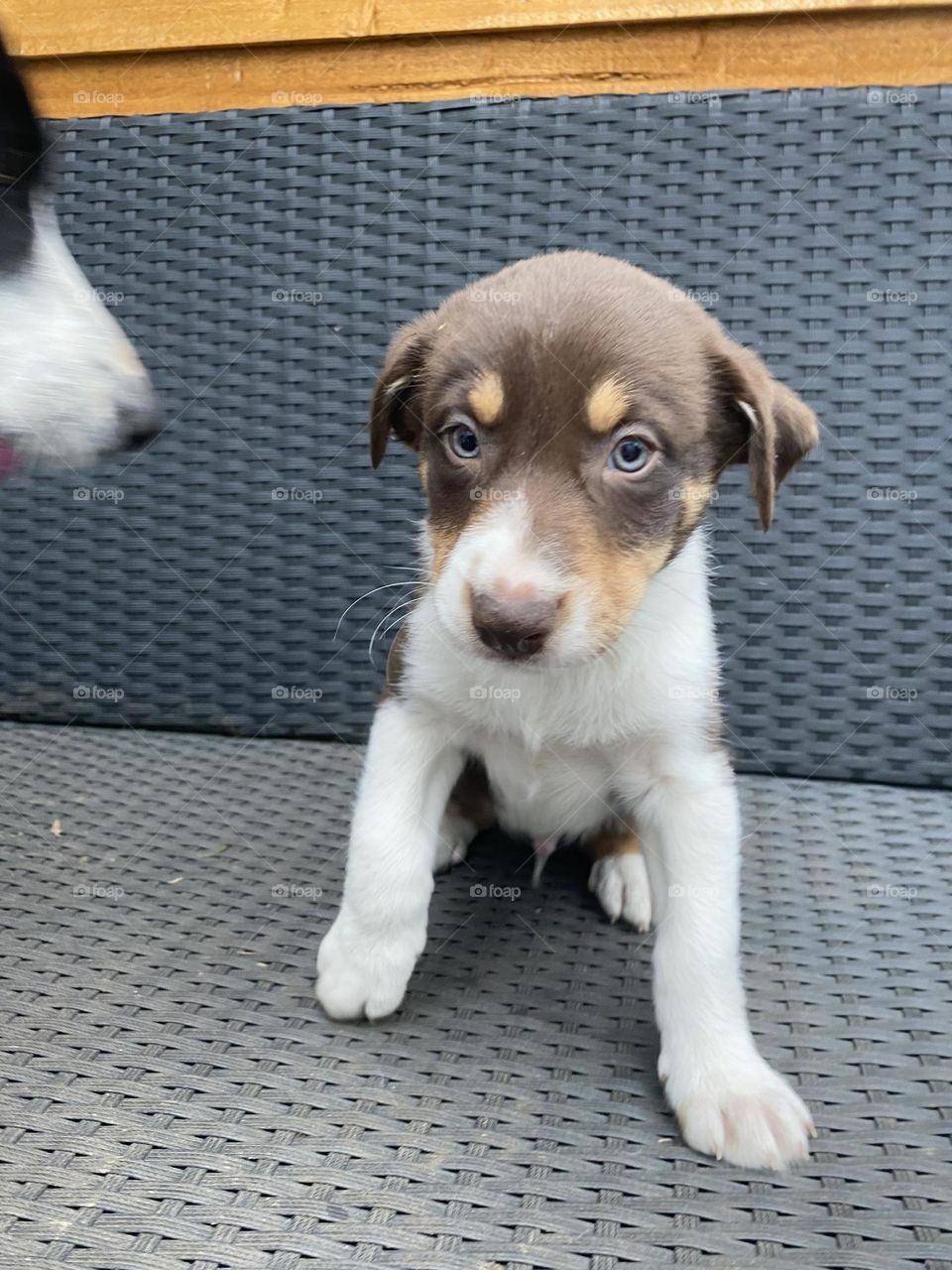 Puppy boy and mummy’s snout 