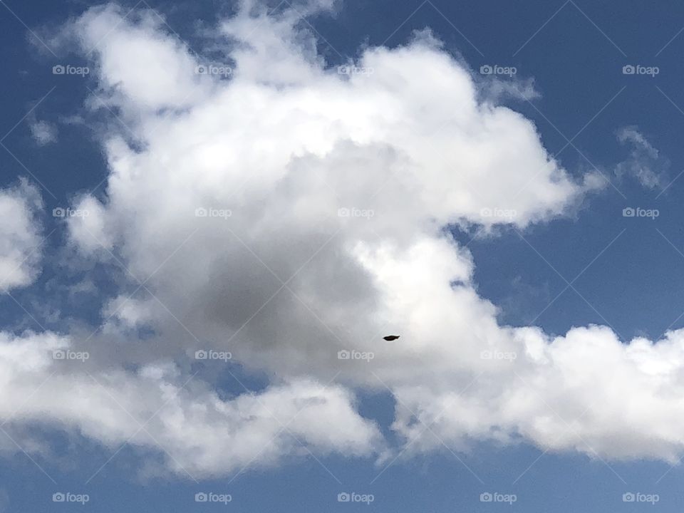 The clouds on a gorgeous day with a beautiful bird