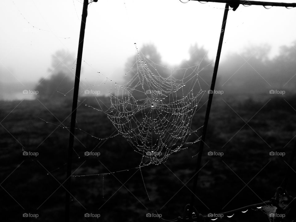 Spider Web