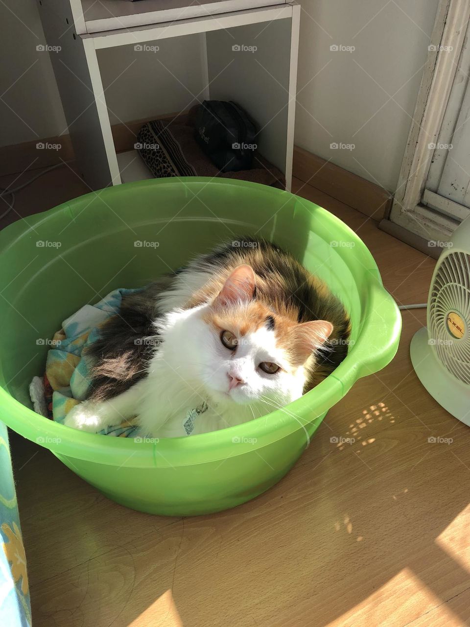 Cat in a bowl 