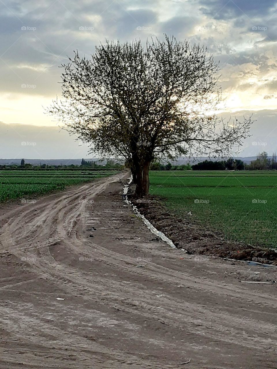 algunos cultivos del campo  al atardecer